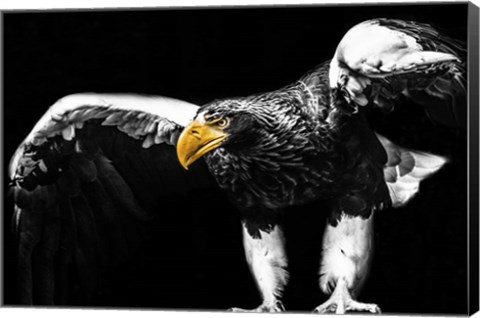 Framed Steller Sea Eagle Wings II Print
