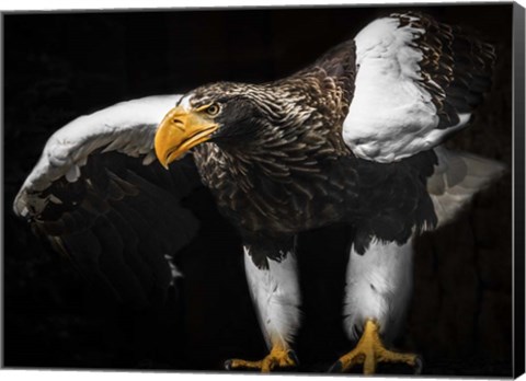 Framed Steller Sea Eagle Wings III Print