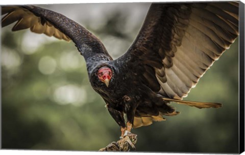 Framed Vulture Print