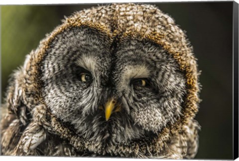 Framed Lapland Owl Print