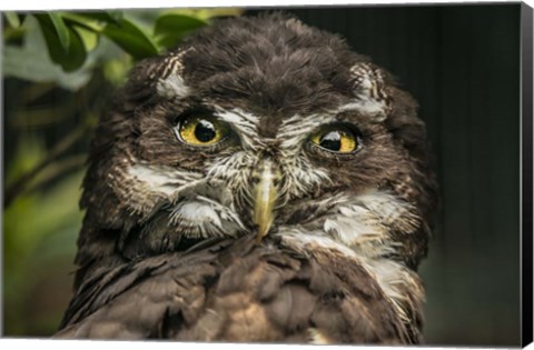 Framed Little Owl Print