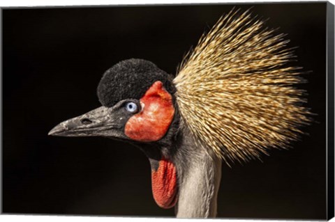 Framed Crowned Crane Close Up Print