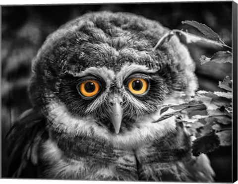 Framed Young Owl Black &amp; White Print