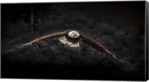 Framed Sea Eagle Flight Black &amp; White Print