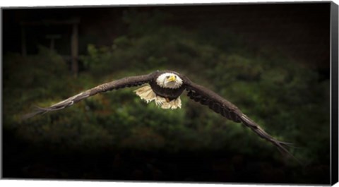 Framed Sea Eagle Flight Print