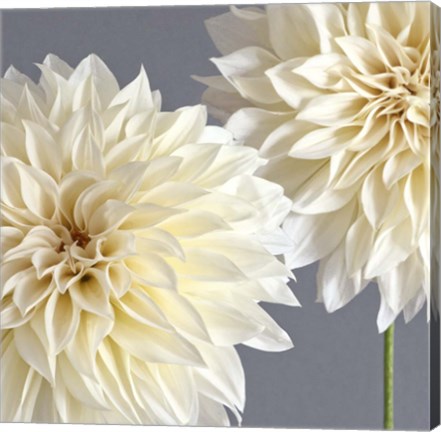 Framed 2 Cream Dahlias on Gray Print