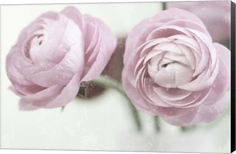 Framed 2 Pink Rannunculus Print