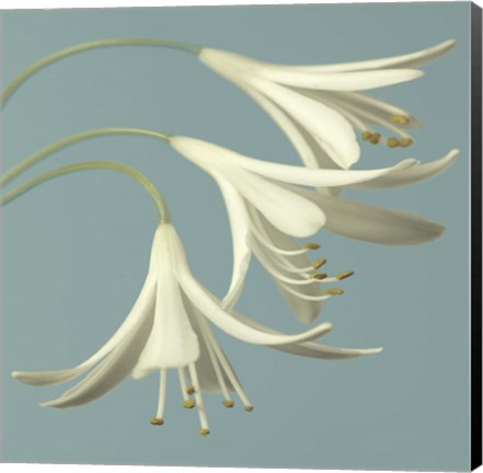 Framed 3 Snowdrops on Blue Print