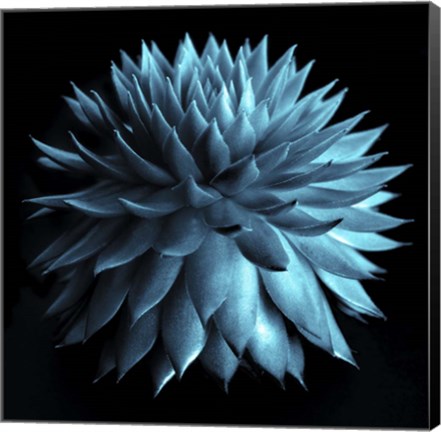 Framed Blue Cacti on Black Print