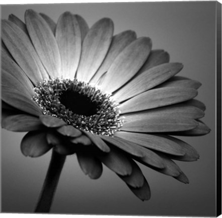 Framed BW Gerbera 1 Print