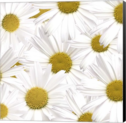 Framed Collection of Daisies Print