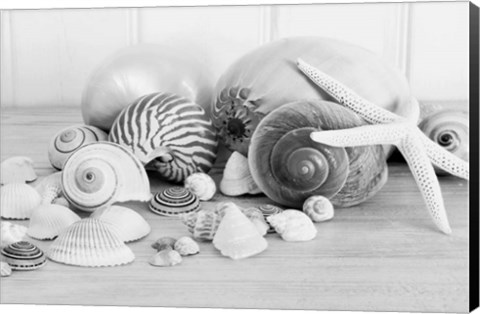 Framed Collection of Shells BW Print