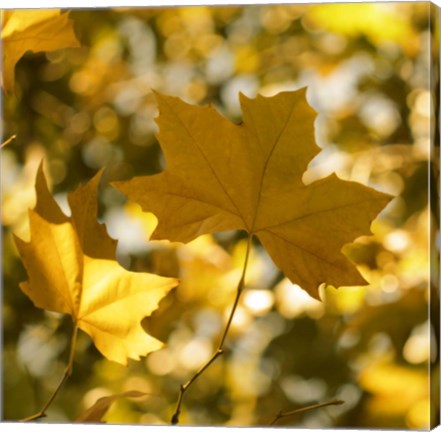 Framed Fall Leaves1 Print