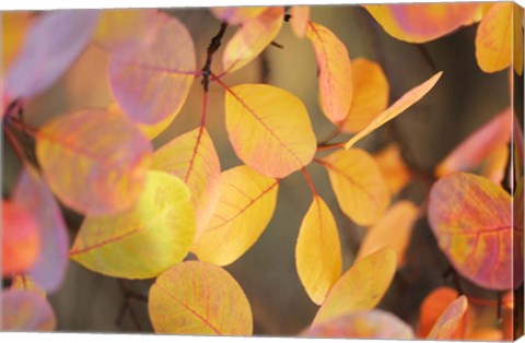 Framed Fall Leaves 2 Print
