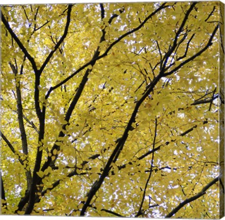 Framed Fall Leaves 3 Print