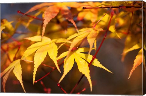 Framed Fall Leaves 7 Print