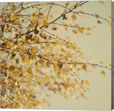 Framed Fall Leaves 10 Print