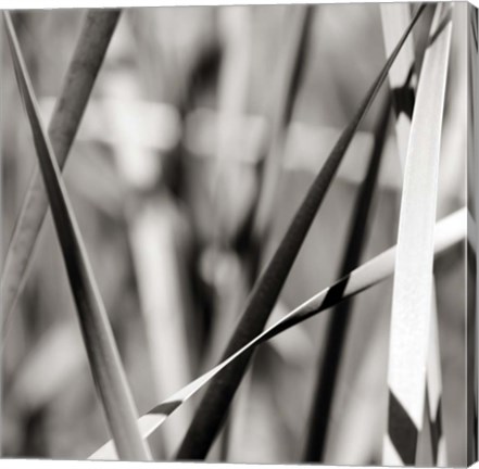Framed Leaves BW 2 Print