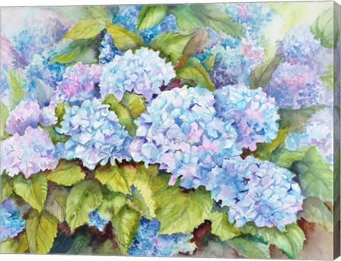 Framed Cluster of Hydrangeas Print