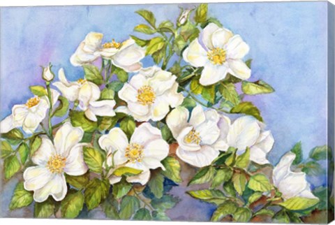 Framed White Roses Print