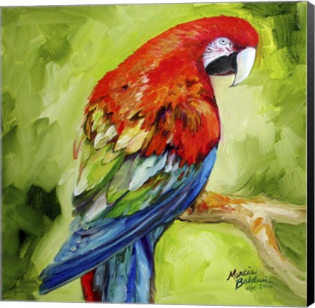 Framed Macaw Tropical Print
