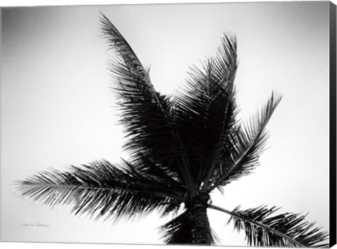 Framed Palm Tree Looking Up IV Print