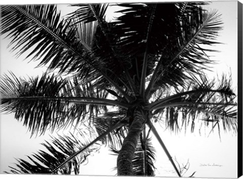 Framed Palm Tree Looking Up III Print