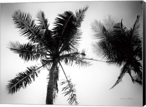 Framed Palm Tree Looking Up II Print