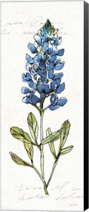 Framed Texas Bluebonnet IV Print