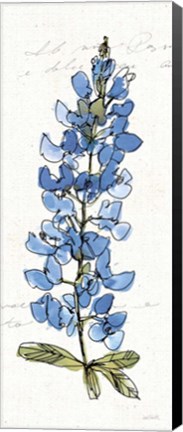 Framed Texas Bluebonnet III Print