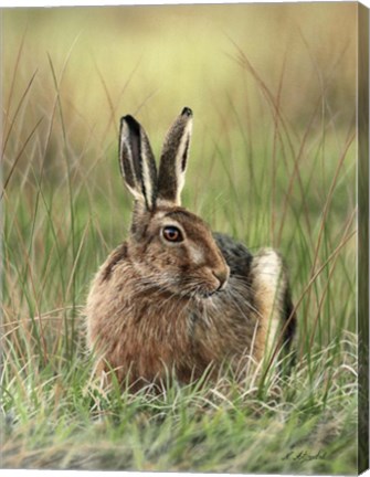 Framed Brown Hare Print