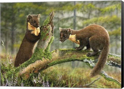 Framed Pine Martens Print
