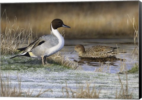 Framed Pintail Ducks Print