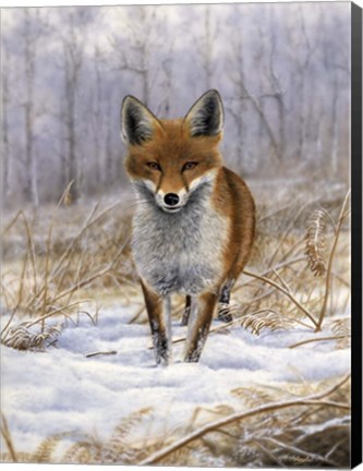 Framed Red Fox Print