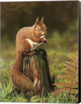 Framed Red Squirrel Print