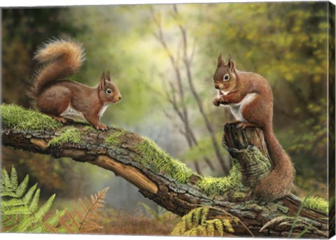 Framed Red Squirrels Print