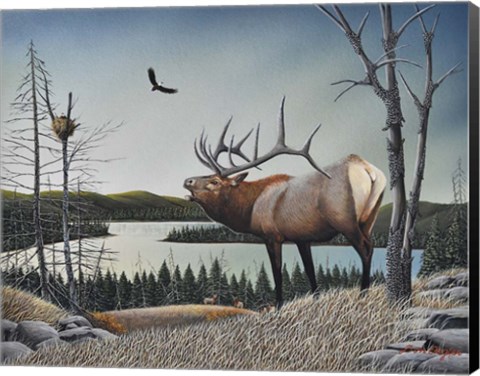 Framed Bugling Elk Print