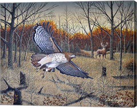 Framed Red-Tailed Hawk Print