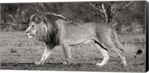 Framed Lion Walking in African Savannah Print