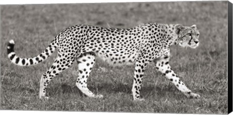 Framed Cheetah Hunting, Masai Mara Print
