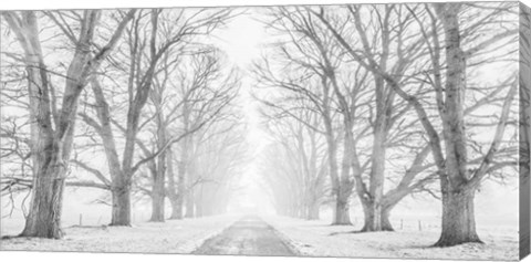 Framed Tree Lined Road in the Snow Print