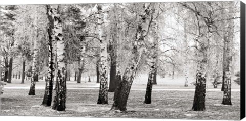 Framed Birches in a Park Print