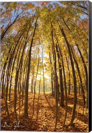 Framed Autumn In The Woods Print