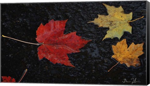 Framed Leaves of Color Print