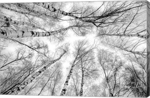 Framed Through The Birch Trees Print