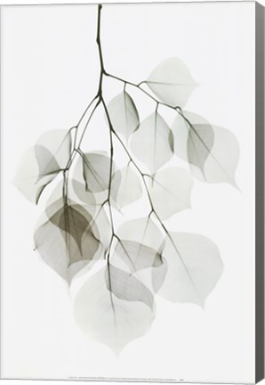 Framed Dalbergia Print