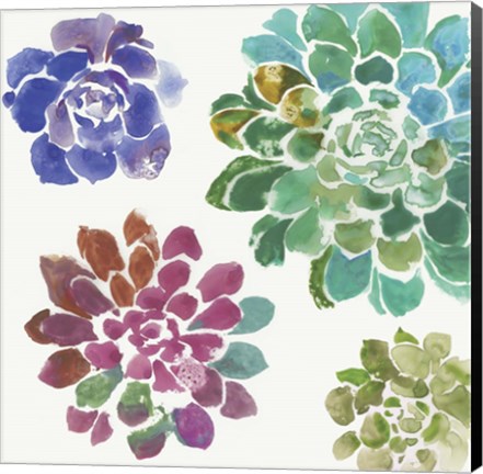 Framed Water Succulents II Print