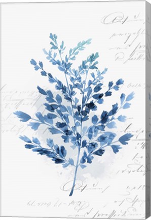 Framed Botanical Blue III Print