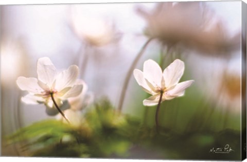 Framed Anemones Print