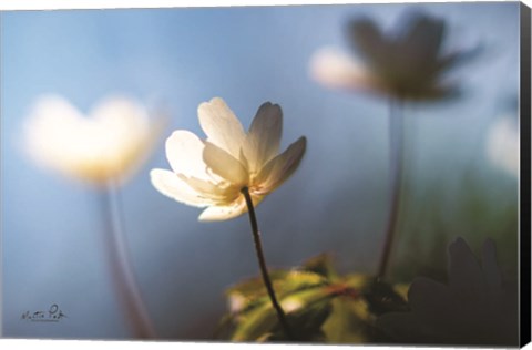 Framed Anemones in Blue Print